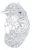 Embryon - 50*65 cm-2012 -   crayon gris sur papier